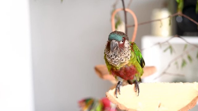 Clip of pet owner feeding safflower seeds to his colorful parakeet