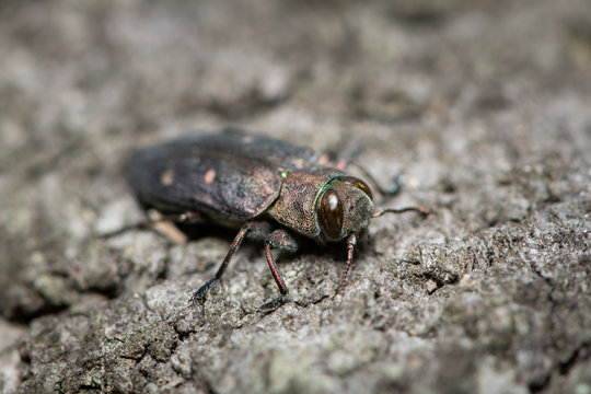 A beautiful metallic jewel beetle sitting on a tree