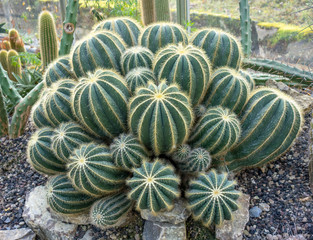 Parodia magnifica cactus