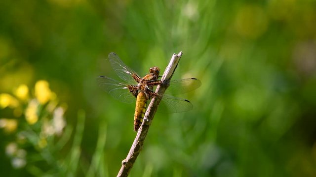 Female libellula depressa dragonfly takes flight then returns to twig