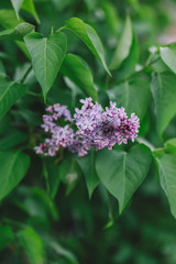 Fototapeta na wymiar Beautiful branch of blossoming lilac in a spring garden.