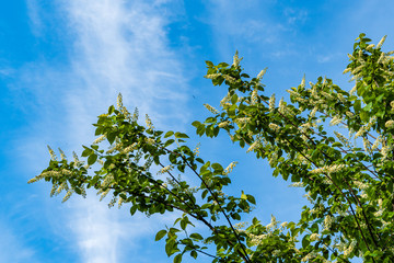 Large beautiful white inflorescences on branches of Prunus padus 'Siberian Beauty' blooms against blue sky. Selective focus. Spring landscaped garden. Blooming bird cherry, bonsai, bonsai or maypole.