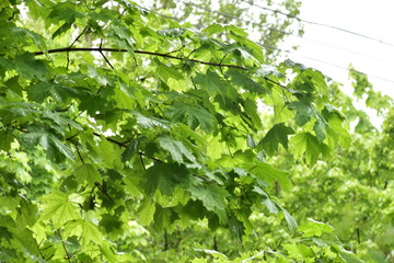 green leaves background