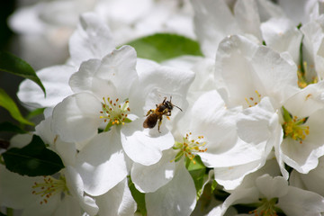 The wasp steps from one flower to another. 