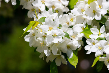 White clusters of flowers on the fruit-bearing cherry tree bloomed in may.