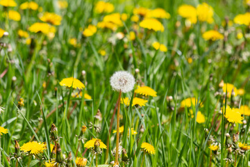 The white dandelion has faded and is left alone among its yellow ones.