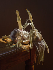 Juicy spicy white garlic, on a wooden table, with a dark background, soft light. Imitation of a Dutch kitchen still life. Mono food.