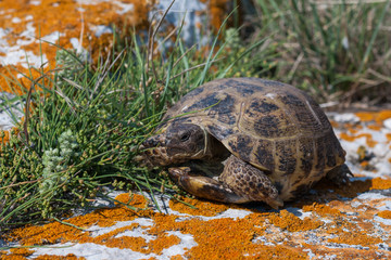 Rare wild turtle on rocks covered with yellow lichen. Crimea, Kerch peninsula.