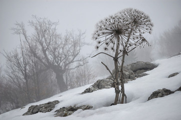 A gloomy winter foggy landscape with two frozen dry plants in the foreground