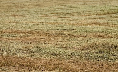 Agricultural wheat field after harvest (Pesaro, Italy, Europe)