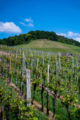 Fototapeta na wymiar A beautiful scenery of a vineyard under a clear blue sky during daytime