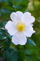A vertical closeup shot of a beautiful white wild rose on a blurred background