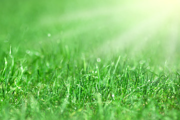 green grass with water drops and sun rays background, grass bokeh backdrop