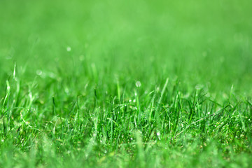 green grass with water drops background, grass bokeh backdrop, banner copy space