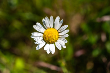 Obraz premium A closeup shot of beautiful white daisy flowers on a blurred background