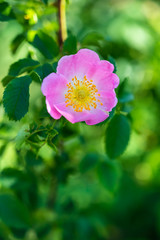 A vertical closeup shot of a beautiful pink wild rose on a blurred background