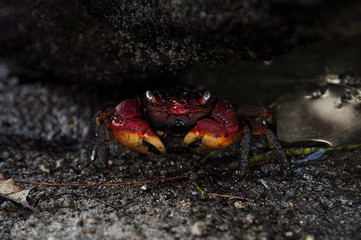 Red and yellow Cardisoma carnifex (Blue Land Crab)  under rocks. Seychelles