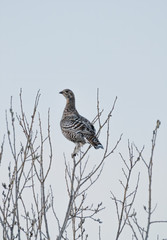 Orhon flying from a tree