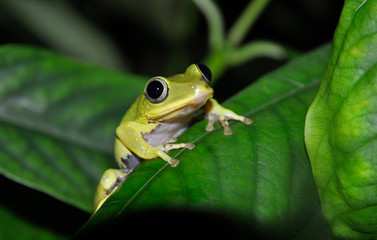 close-up  of Seychelles Tree Frog (Tachycnemis seychellensis) on a leaf