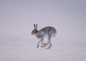 Hare on a field © Lars