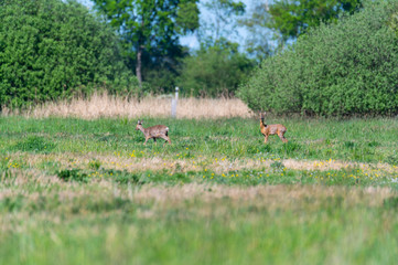 Two deer on a field  in the sunshine are on the run in safety