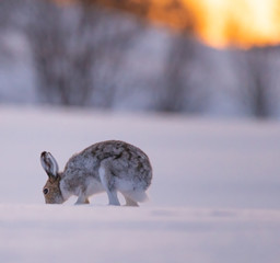 Hare on a field © Lars