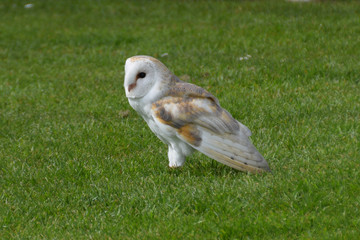 Barn Owl Profile Centred
