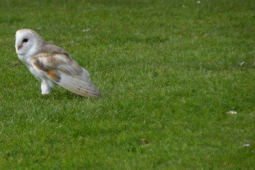 Barn Owl Profile to left