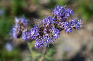 Fototapeta premium A closeup shot of beautiful purple pennyroyal flowers on a blurred background
