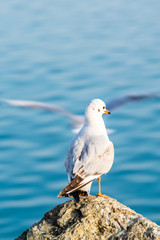 sea gull in abu dhabi corniche