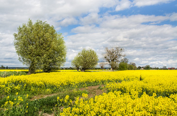 Yellow rapeseed field and green trees. Beautiful landscape Zulawy Wislane in Poland