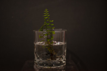 background photo A glass of water with light and shadow abstract beautiful vivid fresh thirsty clean healty refresh colorful color