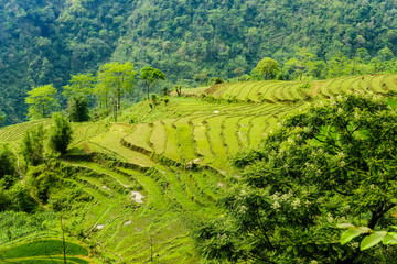 typical Vietnamese landscape in spring with rice fields