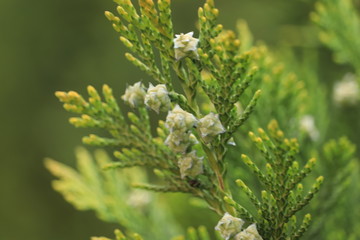 owoce  zielonego  krzewu