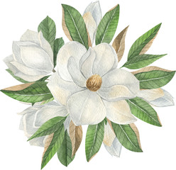 Watercolor white magnolia composition with white flowers and leaves.  Hand drawn watercolor illustration