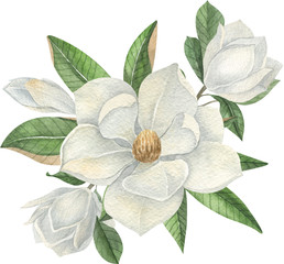 Watercolor white magnolia composition with white flowers and leaves.  Hand drawn watercolor illustration