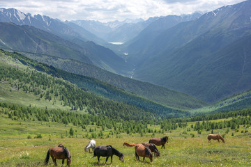 Fototapeta na wymiar The nature in Altai Mountains