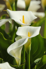 Close up of white arum lily flower in the spring sunshine