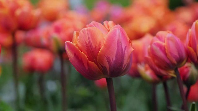 Blooming multicolored tulips with soft petals in a park on a wind in the cloudy day. Orange tulips close-up.