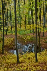 Obraz premium lake in fall season reflecting colorfully forest on the day