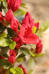 czerwone  małe  kwiaty  w  ogrodzie