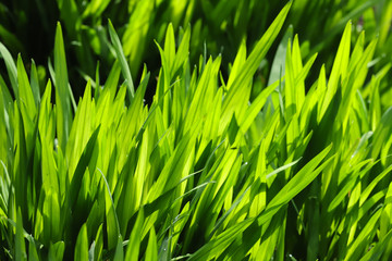Close up fresh green iris leaves back lit in the spring sunshine