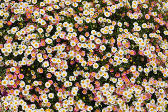 Close up of a mass of white and pink daisies, erigeron karvinskianus, in full flower in the spring
