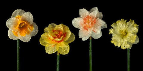 Narcissus flowers on black and colored backgrounds with water drops and particles