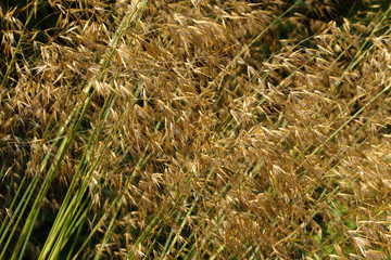 Close up of onamental grass stipa gigantea growing in the summer sunshine