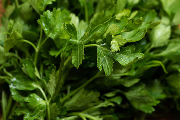 close up view of fresh green parsley