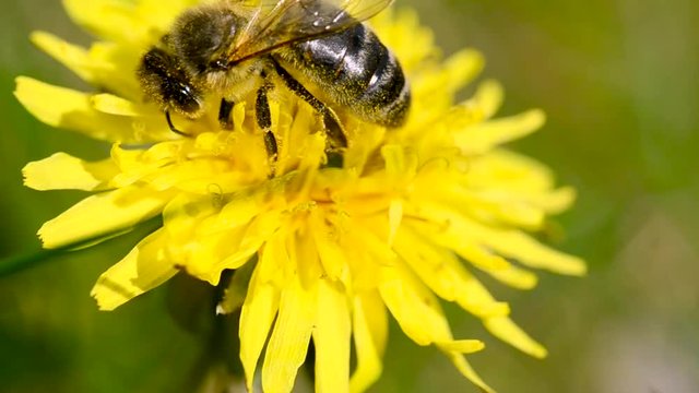 Honey Bee pollinating Yellow Dandelion/bee collects nectar from dandelion flowers