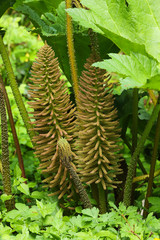 Spring growth of the leaves and flowers of Gunnera manicata growing by the edge of a pond in the UK