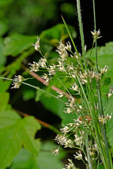 White wood-rush (Luzula luzuloides) - Weißliche Hainsimse, Weiße Hainsimse 