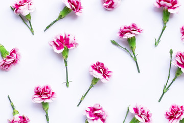 Carnation flower on blue background.  Top view